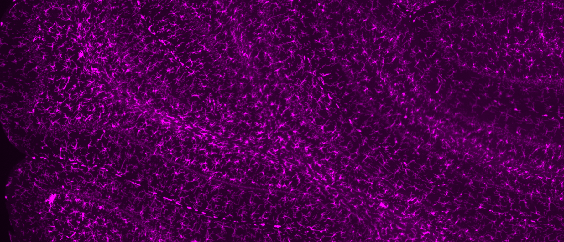 Qvirtual Trivia Virtual Neuroscience Quiz