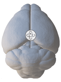 3D brain model 3D brain model