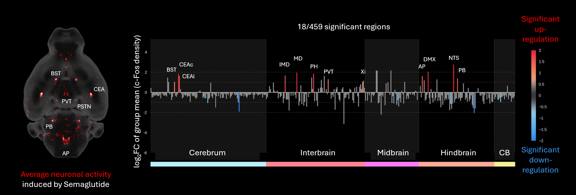 Whole-brain c-Fos response to semaglutide in mice: average activity heatmap with BST, CEA, PVT, PB and AP labelled, and a bar chart of log2 fold change in c-Fos density for 459 brain regions, 18 significant.