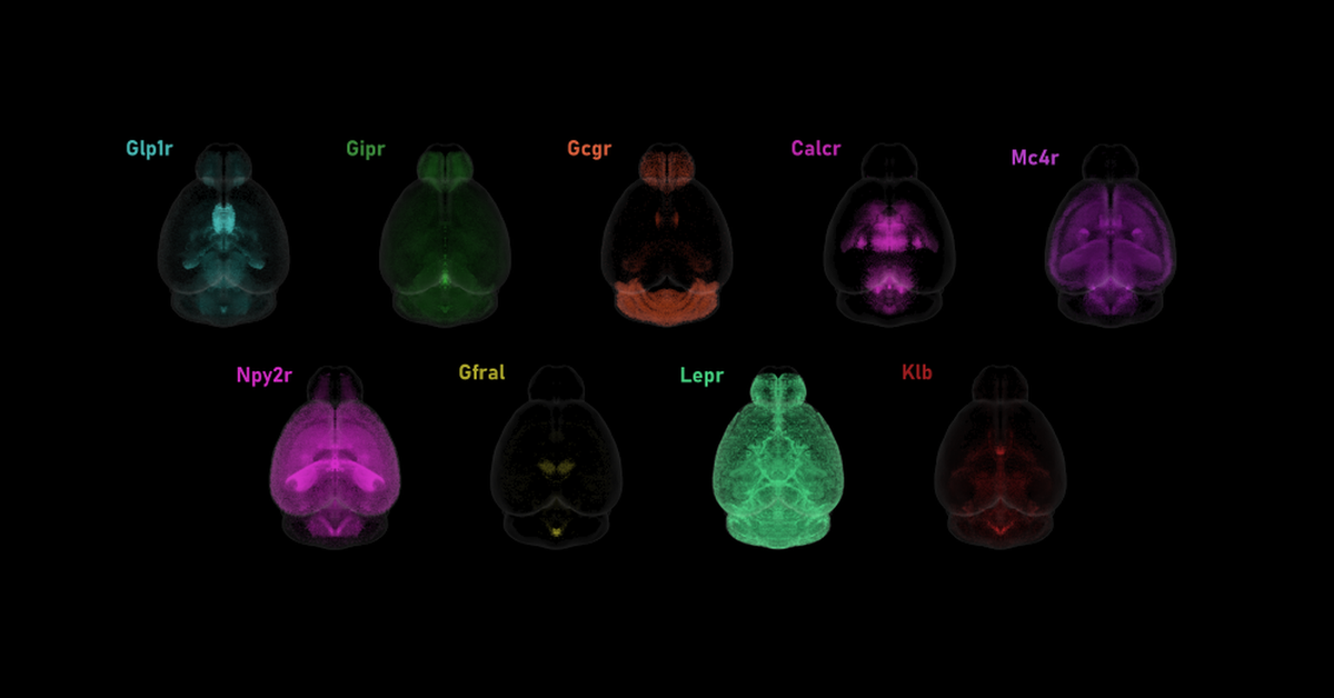 Nine 3D mouse brain maps of obesity drug receptor expression in CNS-Voyager™: Gcgr, Glp1r, Calcr, Gipr, Gfral, Klb, Mc4r, Lepr and Npy2r.