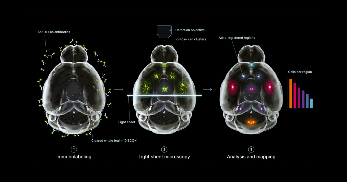 Illustration of the three steps of whole-brain c-Fos mapping: immunolabeling, light sheet microscopy, and atlas-based analysis with cell counts per region.