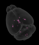brain_2-1