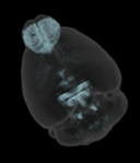brain_4-1