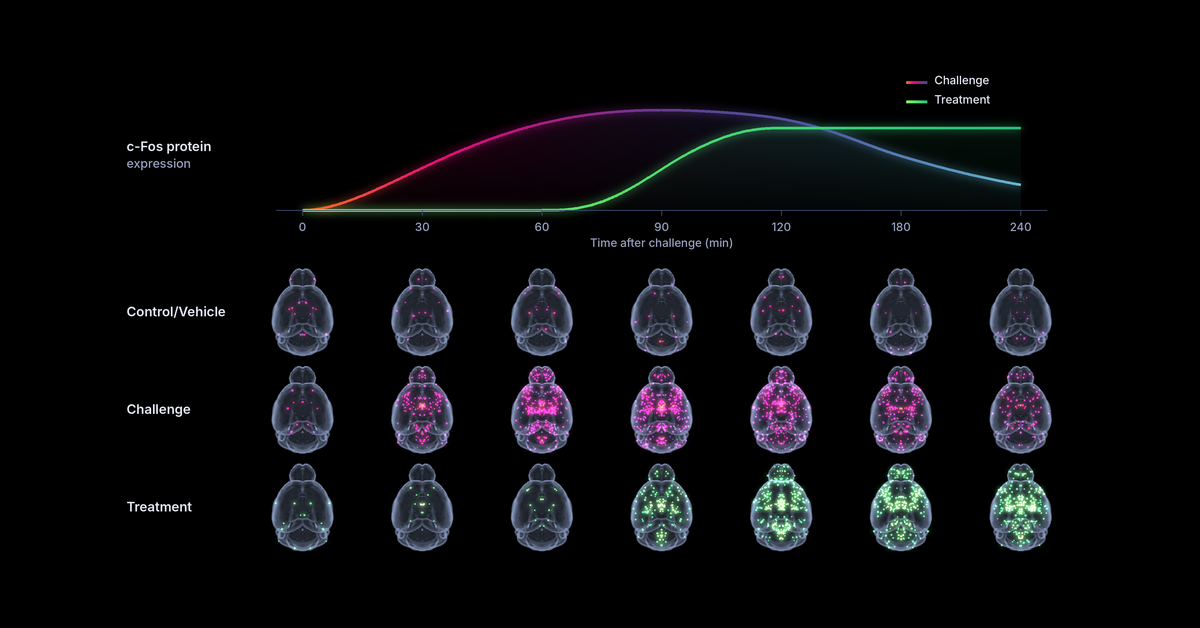 Line graph of c-Fos protein expression over 240 minutes after a challenge. Below it is a grid of 21 dorsal mouse brain renders: three groups (control/vehicle, challenge, treatment) at seven time points. Pink c-Fos+ cells in the challenge group peak around 90 minutes. Green c-Fos+ cells in the treatment group appear after 60 minutes and stay high to 240 minutes.
